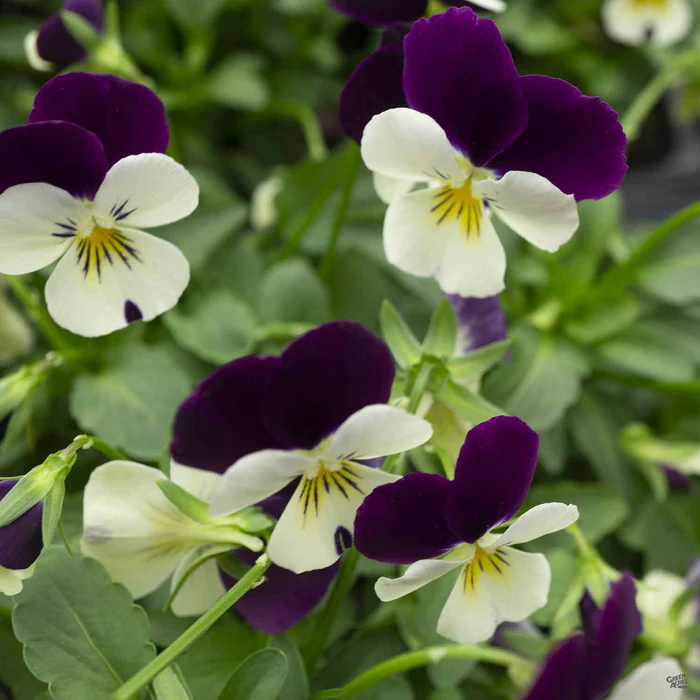 Viola