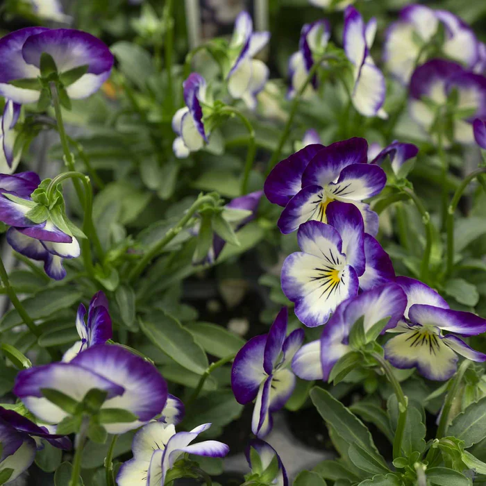 Viola