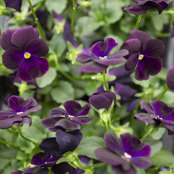 Viola