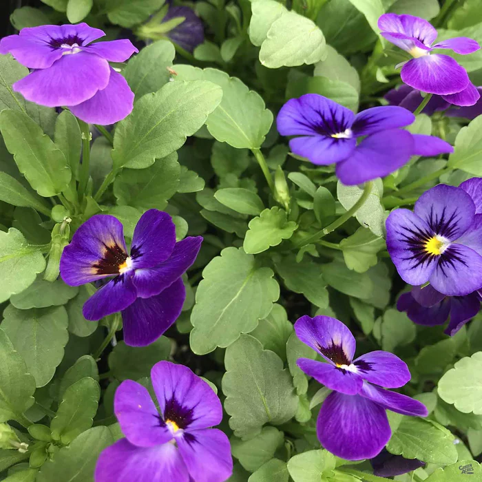 Viola
