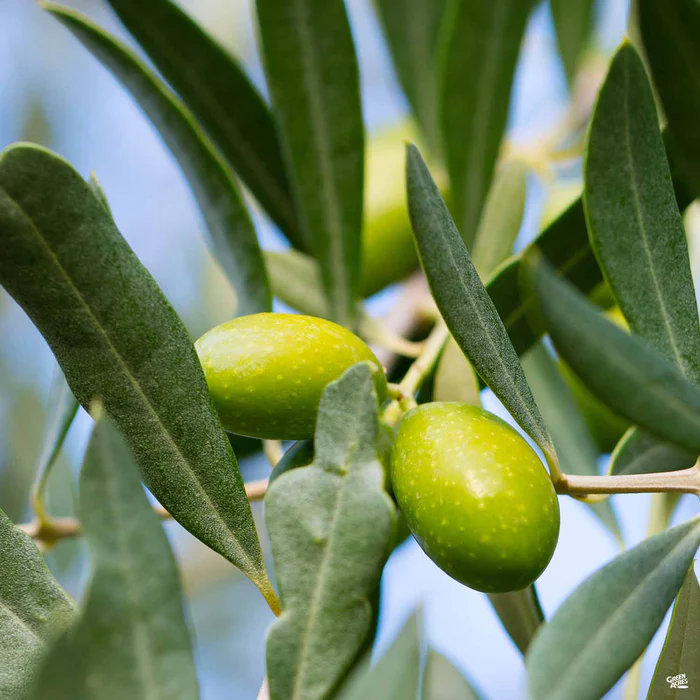 4280-olive-coratina-1.webp Olive 'Coratina'