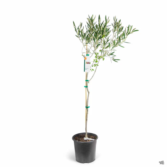 4280-olive-coratina-2.webp Olive 'Coratina'