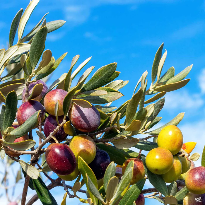 4281-olive-taggiasca-1.webp Olive 'Taggiasca'