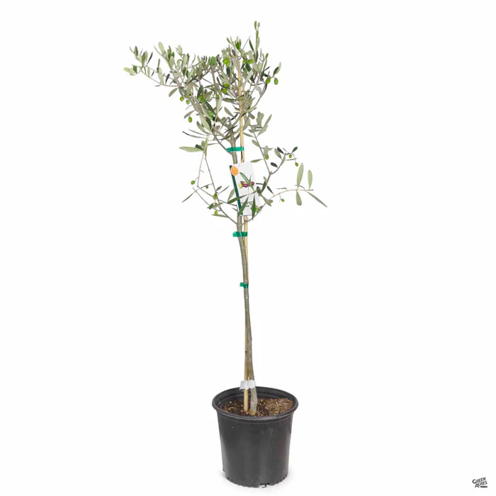 4281-olive-taggiasca-2.webp Olive 'Taggiasca'