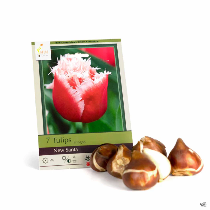Tulip Fringed 'New Santa'