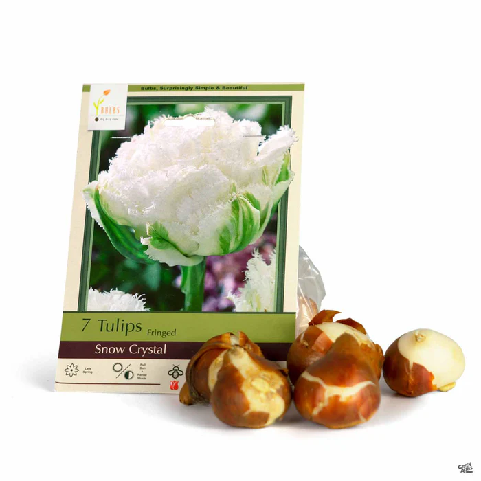 Tulip Fringed 'Snow Crystal'
