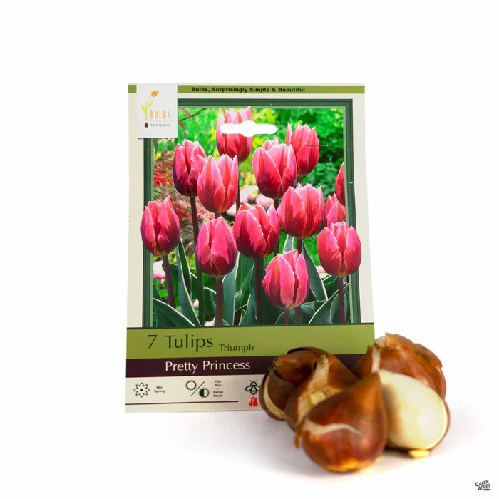 Tulip Triumph 'Pretty Princess'