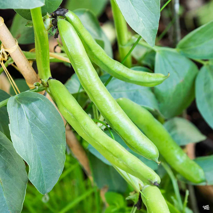 4286-fava-bean-1.webp Fava Bean