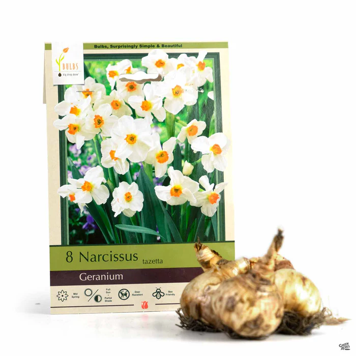 Daffodil 'Geranium'