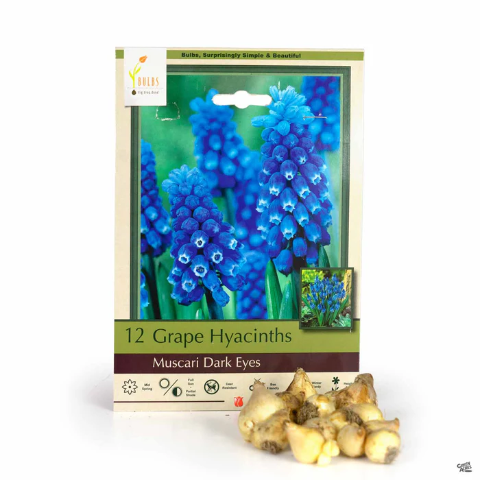 Grape Hyacinth 'Dark Eyes'