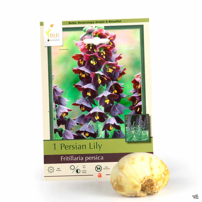 4289-fritillaria-persica-1.webp Fritillaria persica