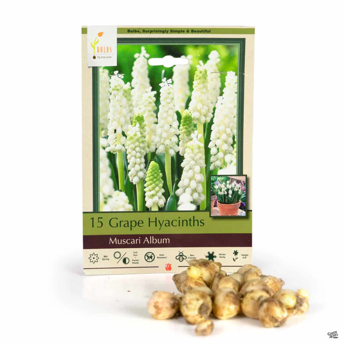 4290-grape-hyacinth-album-1.webp Grape Hyacinth 'Album'