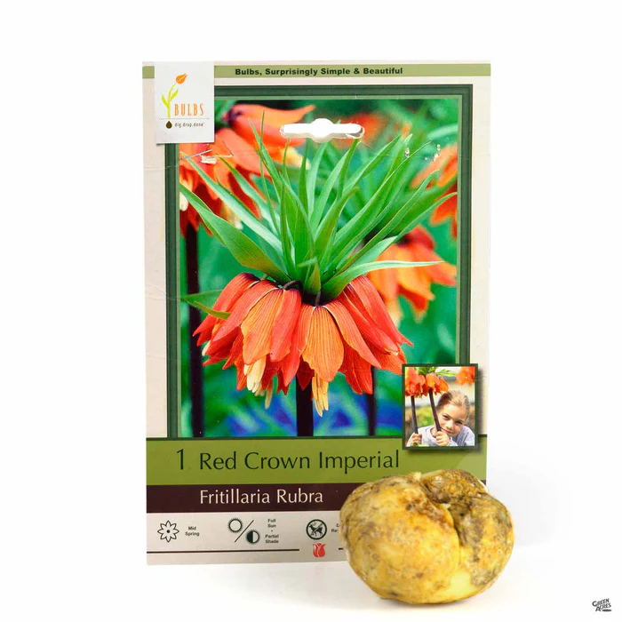 4291-fritillaria-rubra-1.webp Fritillaria 'Rubra'