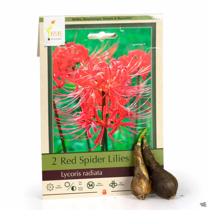 4292-red-spider-lilies-1.webp Red Spider Lilies