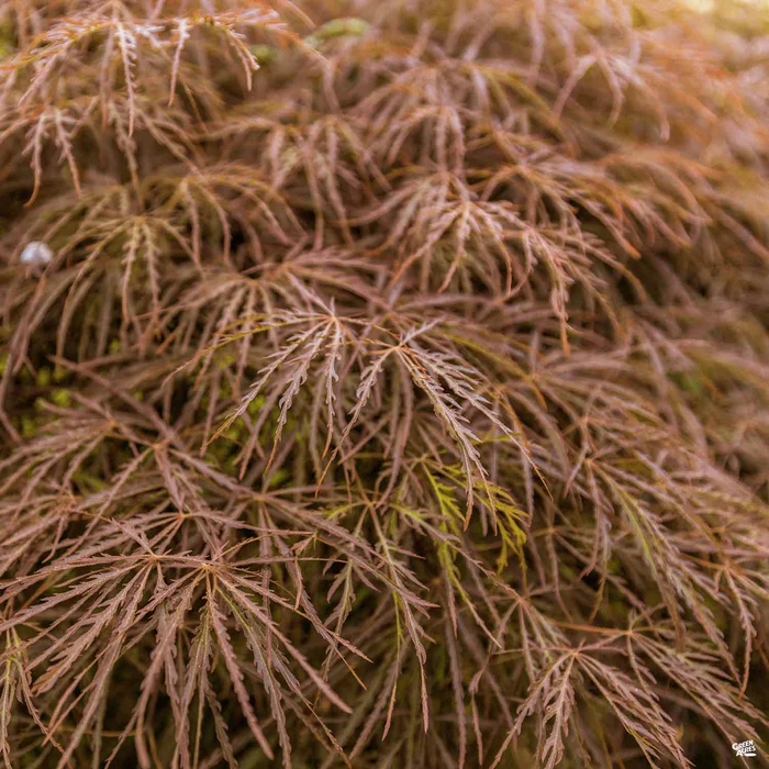 4295-japanese-laceleaf-maple-baldsmith-1.webp Japanese Laceleaf Maple 'Baldsmith'
