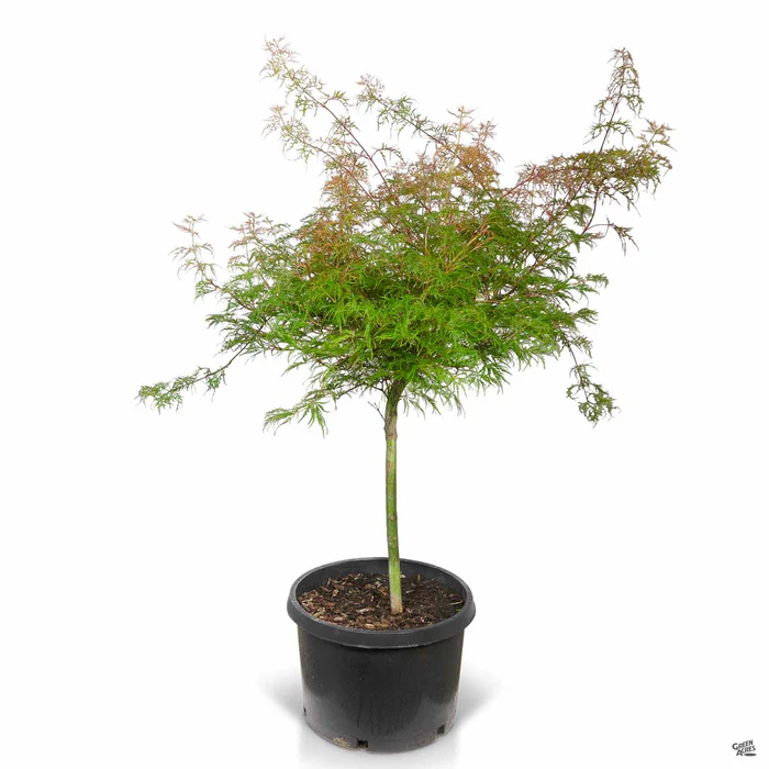 Japanese Laceleaf Maple 'Baldsmith'