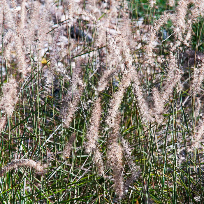 White Fountain Grass 'Karley Rose'