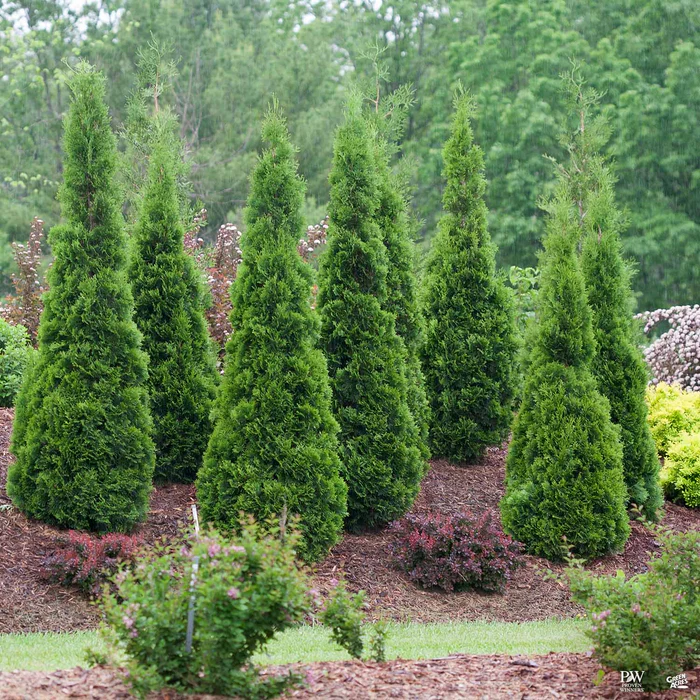 North Pole Arborvitae