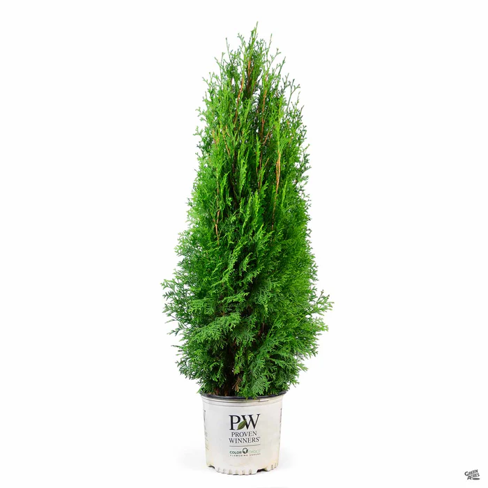 North Pole Arborvitae