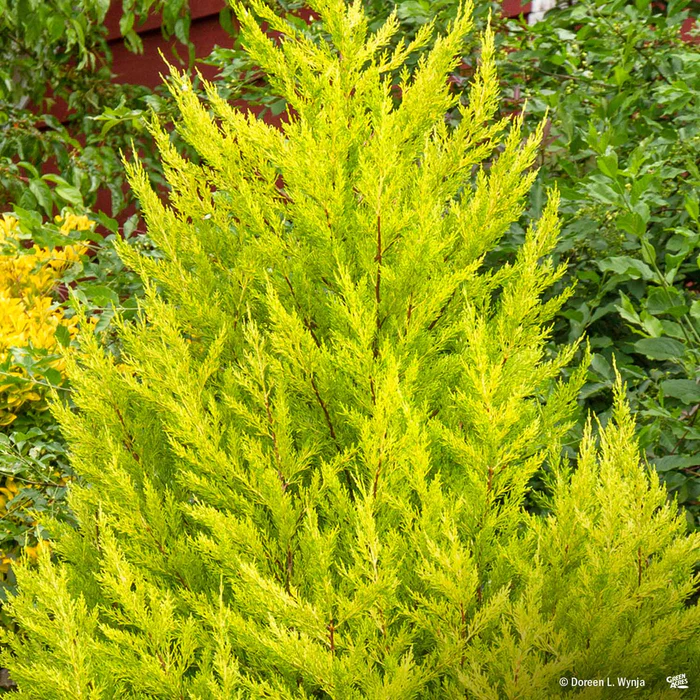 Goldcrest Lemon Cypress