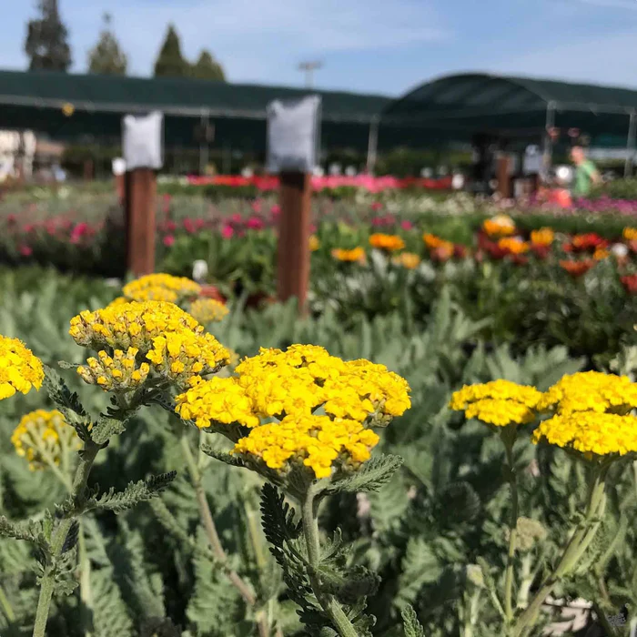 432-yarrow-moonshine-1.webp Yarrow 'Moonshine'