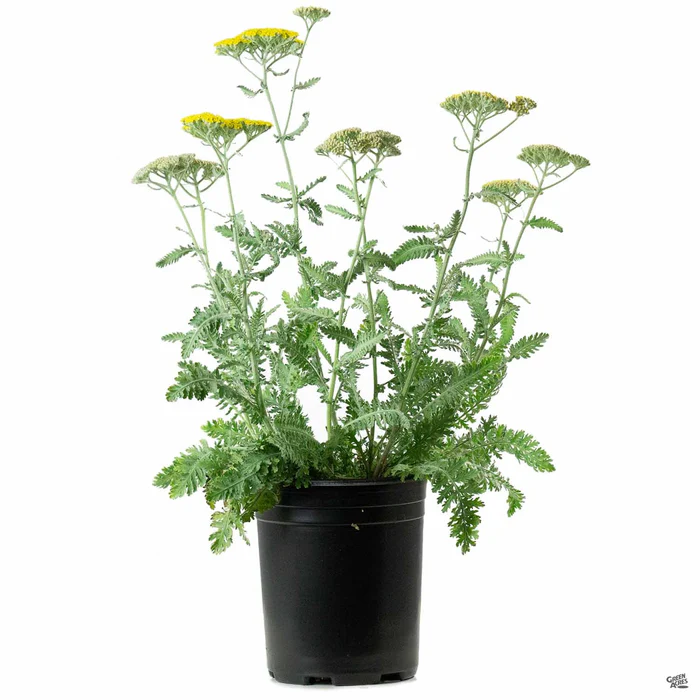 432-yarrow-moonshine-2.webp Yarrow 'Moonshine'