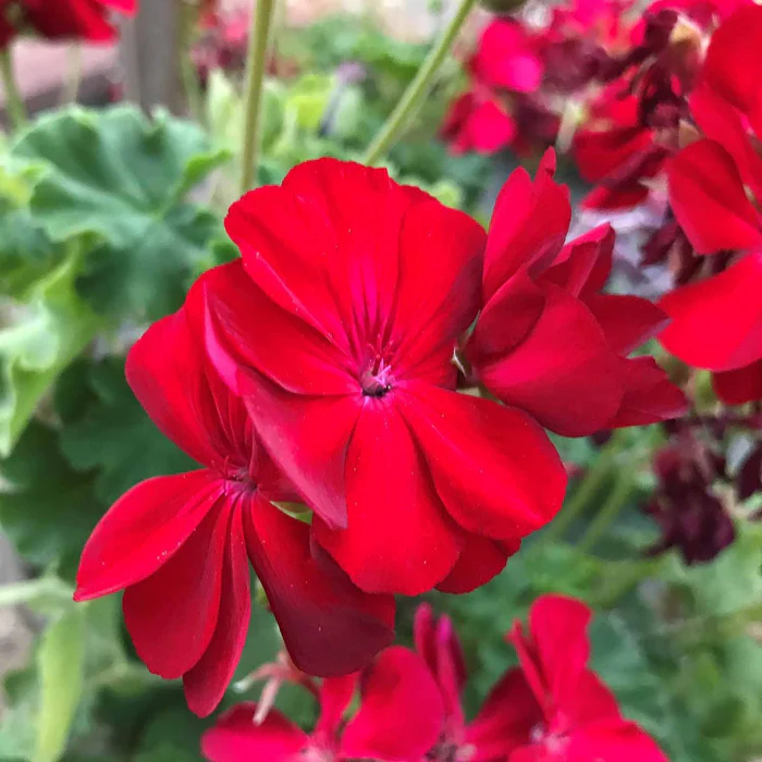 433-zonal-geranium-1.webp Zonal Geranium