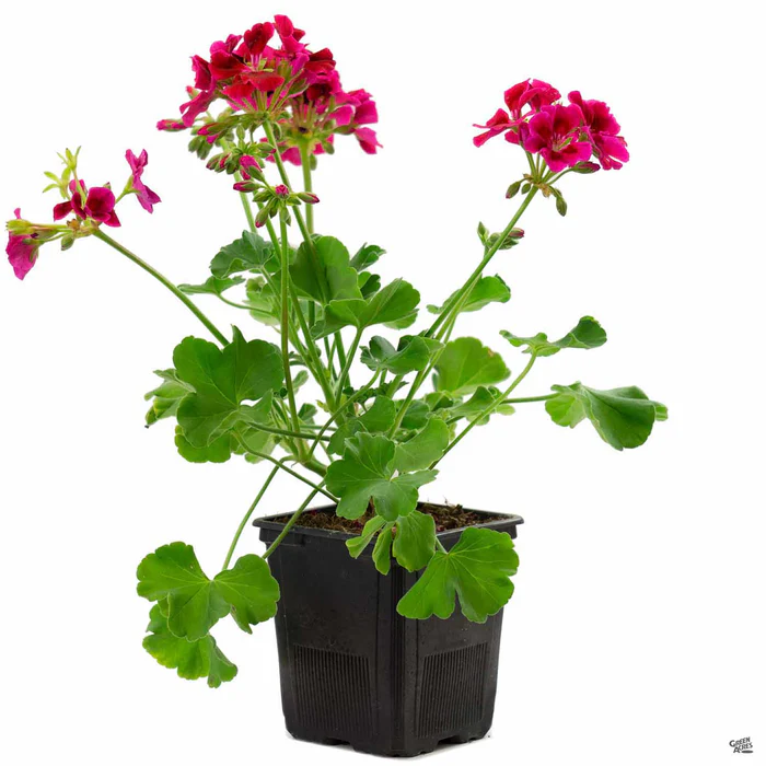 433-zonal-geranium-10.webp Zonal Geranium