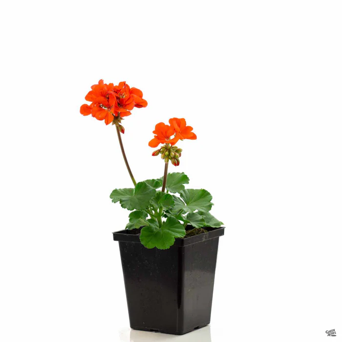 433-zonal-geranium-11.webp Zonal Geranium