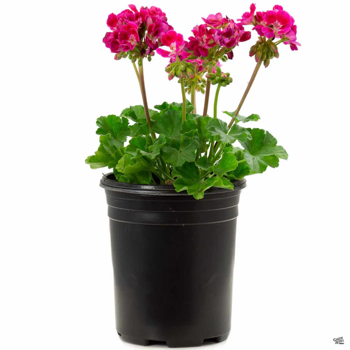 433-zonal-geranium-12.webp Zonal Geranium