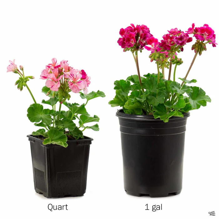 433-zonal-geranium-13.webp Zonal Geranium