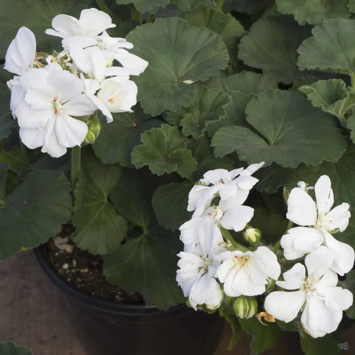 433-zonal-geranium-3.webp Zonal Geranium