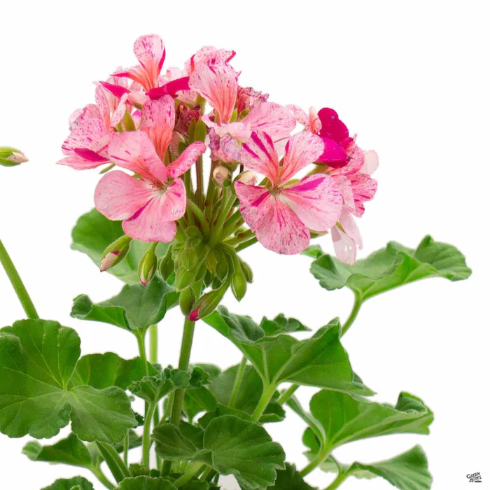 433-zonal-geranium-4.webp Zonal Geranium