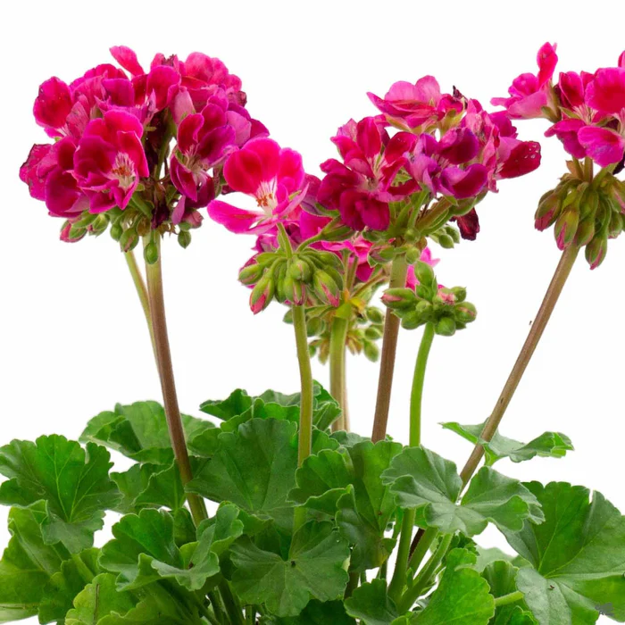 433-zonal-geranium-5.webp Zonal Geranium