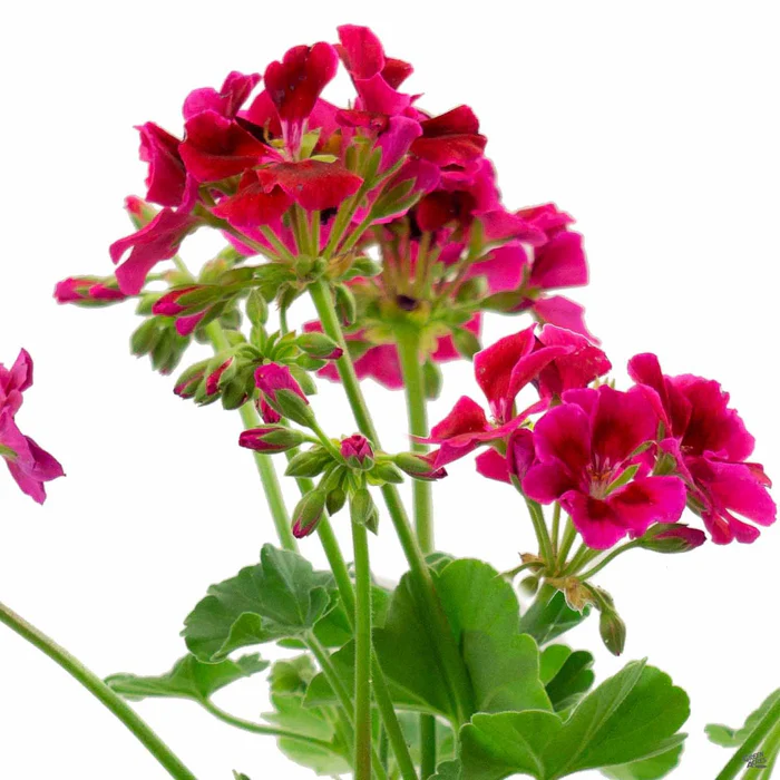 433-zonal-geranium-6.webp Zonal Geranium