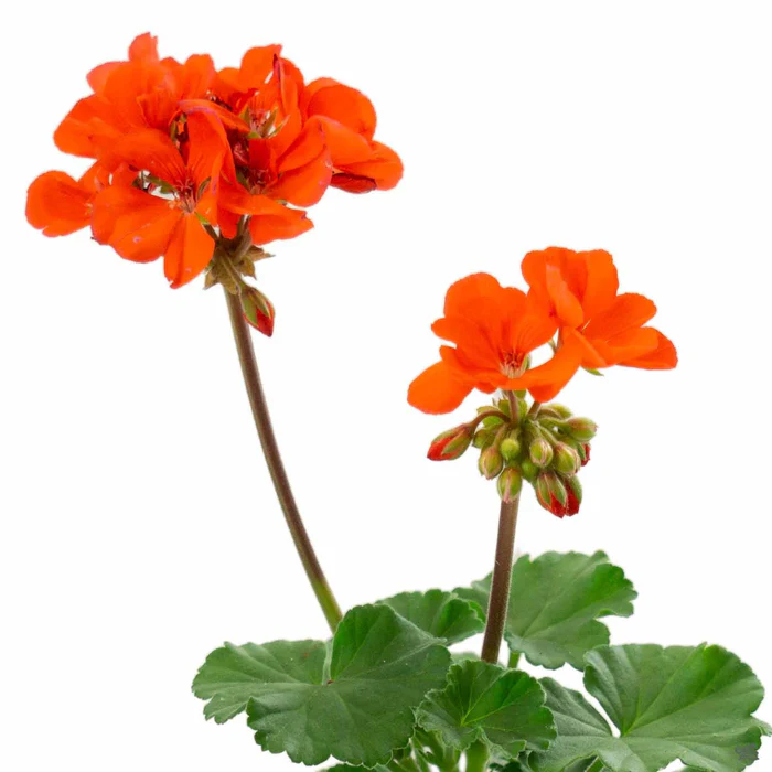 433-zonal-geranium-7.webp Zonal Geranium
