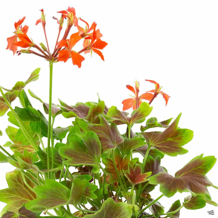 433-zonal-geranium-8.webp Zonal Geranium