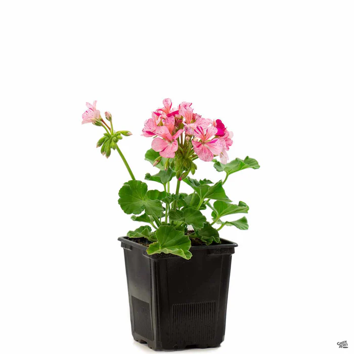 433-zonal-geranium-9.webp Zonal Geranium