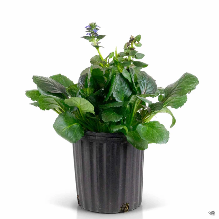 Ajuga 'Catlin's Giant'