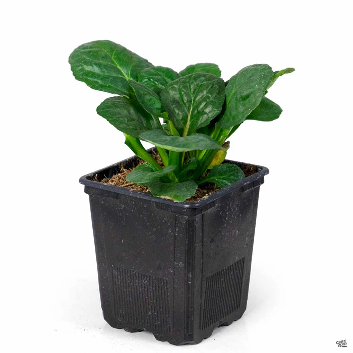 4330-ajuga-catlin-s-giant-2.webp Ajuga 'Catlin's Giant'