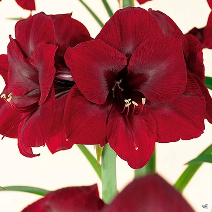 4335-holiday-amaryllis-1.webp Holiday Amaryllis