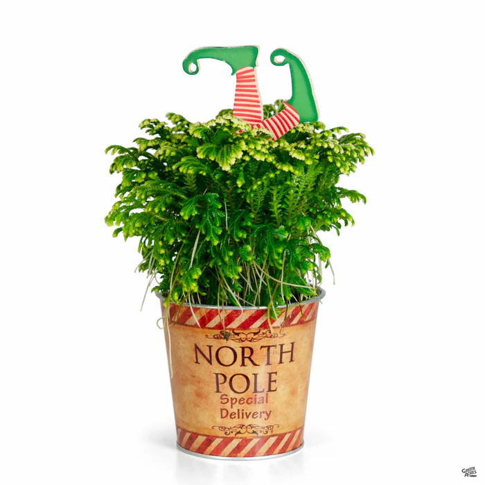 Frosty Fern in Holiday Tin
