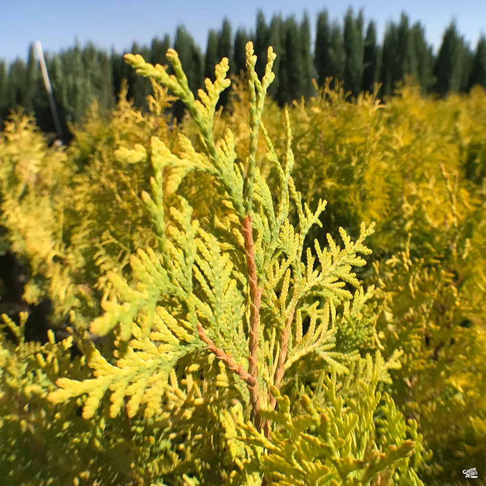 Thuja Hightlights 'Janed Gold'