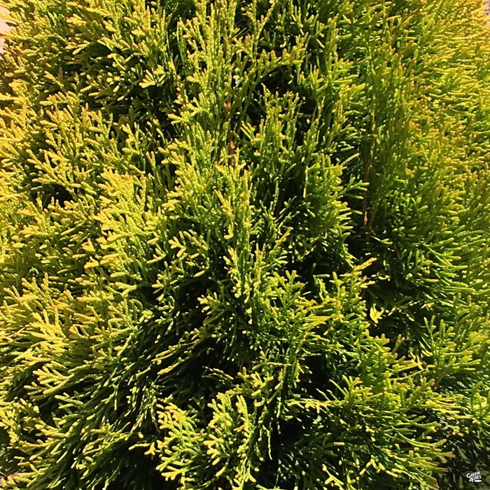 Thuja Hightlights 'Janed Gold'