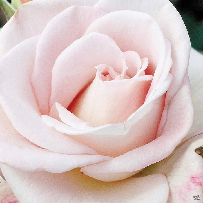 World War II Memorial Rose Bareroot