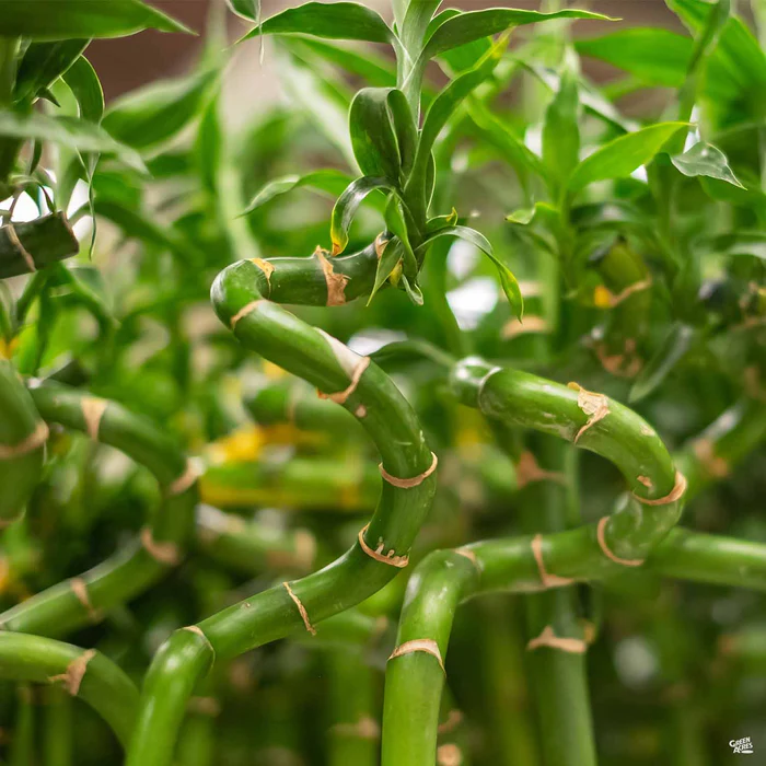 4353-lucky-bamboo-1.webp Lucky Bamboo