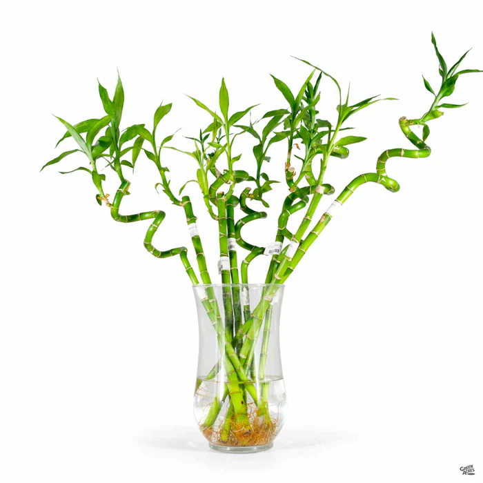 4353-lucky-bamboo-2.webp Lucky Bamboo