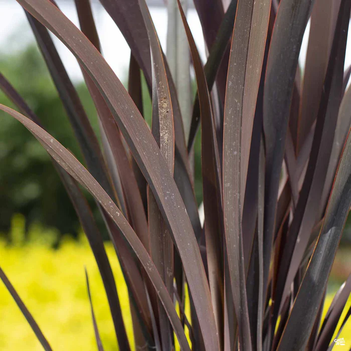 New Zealand Flax 'Dark Delight' | Matsuda's