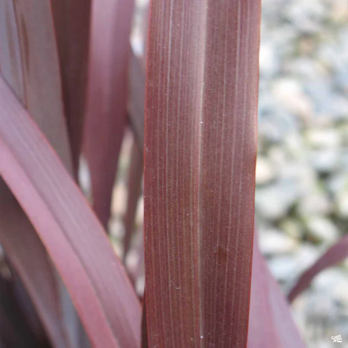 New Zealand Flax 'Dark Delight' | Matsuda's