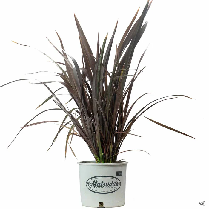 New Zealand Flax 'Dark Delight' | Matsuda's